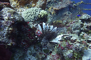Lion Fish amongst the coral